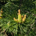 Young pine pinus pollen strobili and shoots macro, selective focus, shallow DOF Royalty Free Stock Photo