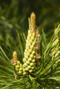 Young pine, pinus, pollen strobili and shoots macro, selective focus, shallow DOF Royalty Free Stock Photo