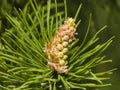 Young pine, pinus, pollen strobili and shoots macro, selective focus, shallow DOF Royalty Free Stock Photo