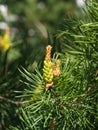 Young pine pinus pollen strobili and shoots macro, selective focus, shallow DOF