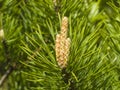 Young pine, pinus, shoots macro, selective focus, shallow DOF