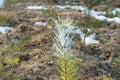 Young pine plantation for reforestation. Agro care of forest crops. Growing a forest. repelent Cervacol Extra.