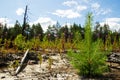 The young pine on the sandy soil in a burn forest.