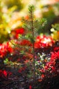 Young pine seedling in the autumn forest. The sun shines through the yellow foliage