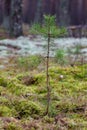 Young pine seedling growing in a coniferous forest. Young conifers growing in Central Europe
