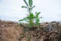 Young pine seedlings. Planting a forest Royalty Free Stock Photo