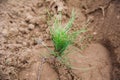 Young pine seedlings. Planting a forest