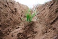 Young pine seedlings. Planting a forest