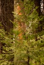 Young Pine With Sequoia Glowing In The Distance