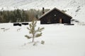 Young pine in snow capped Galvarina Plateau, on backgrounf blurred refuge