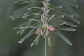 Young pine sprigs spring.