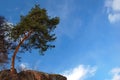 Young pine tree Royalty Free Stock Photo
