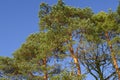 Young pine tree against the blue sky Royalty Free Stock Photo