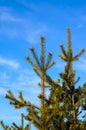 Young pine tree against blue sky in a forest Royalty Free Stock Photo