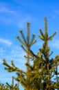 Young pine tree against blue sky in a forest Royalty Free Stock Photo