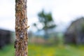 Young pine tree bark close up shot, shallow depth of field Royalty Free Stock Photo