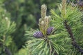 A young pine tree branch with cones in spring Royalty Free Stock Photo