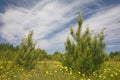 Young pine tree among grass and yellow flowers Royalty Free Stock Photo