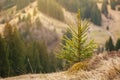 Young pine tree Royalty Free Stock Photo