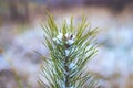 Young pine tree Royalty Free Stock Photo