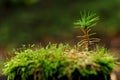 Young pine tree growing on stump in forest Royalty Free Stock Photo