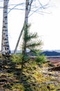 A young pine tree grows among mossy ground near birch trees in sunlight. Royalty Free Stock Photo