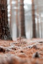 A young pine tree grows among pine needles on the forest floor. Mist surrounds the tall trees in the background. The light is soft Royalty Free Stock Photo