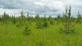 Young pine tree in a meadow Royalty Free Stock Photo