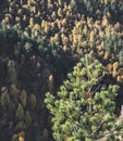 A young pine tree in the mountains is illuminated by the warm autumn sun against the backdrop of a mountain forest and trees Royalty Free Stock Photo