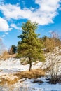 Young pine tree near the hill with snow thawed, melting snow from the spring sun, sunny day with blue sky and clouds, nature Royalty Free Stock Photo