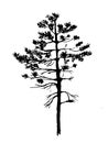 Young pine tree with needles sketch illustration