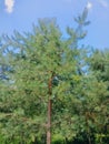 young pine tree Pinus sylvestris and blue sky L