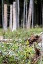 Young pine tree planted or reforested in the forest Royalty Free Stock Photo