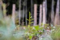 Young pine tree planted or reforested in the forest