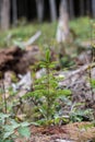 Young pine tree planted or reforested in the forest