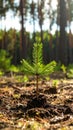Young pine tree seedling growing in forest soil with blurred background of pine trees and sunlight. Royalty Free Stock Photo