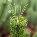 Of a young pine tree shoot, featuring vibrant green needles with Royalty Free Stock Photo