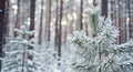 Young pine tree with snow-covered branches in a winter forest with falling snow and blurred background trees Royalty Free Stock Photo