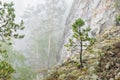 Young pine tree on steep slope and mountain ridge. Thick fog in forest in mountains Royalty Free Stock Photo