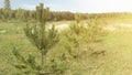 Young pine trees in beautiful summer time. Depth of field Royalty Free Stock Photo