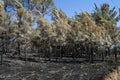 Young pine trees burnt and bend by a firestorm - Pedrogao Grande Royalty Free Stock Photo