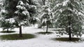 Young pine trees in a city park covered with snow