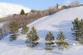 Young pine trees and houses on snow blanketed slope of Wasatch Mountains