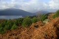 Young pine trees planted in Loch Lomond and the Trossachs National Park from Craigiefort, Stirlingshire, Scotland, UK Royalty Free Stock Photo