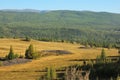 Young pine trees sprouted from an ancient plundered mound on the slope of a high hill