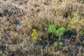 Young pine trees between withered heath plants