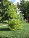 A Young Pine in the Urban Oasis