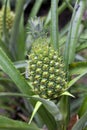 Young pineapple