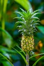 Young pineapple or bromeliaceae in a tropical garden