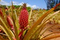 Young Pineapple at the Dole Plantation Royalty Free Stock Photo